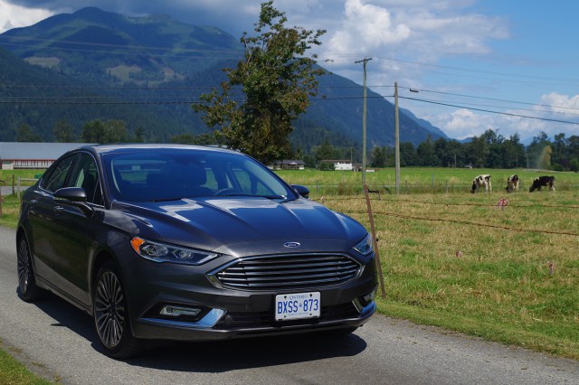 2017 Ford Fusion cows