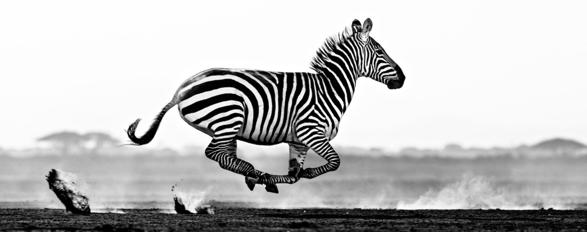 desert flight david yarrow