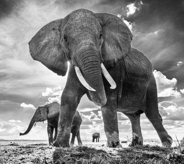 the untouchables david yarrow