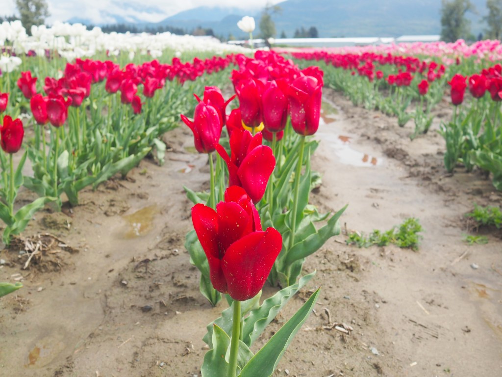 botanica flower festival field